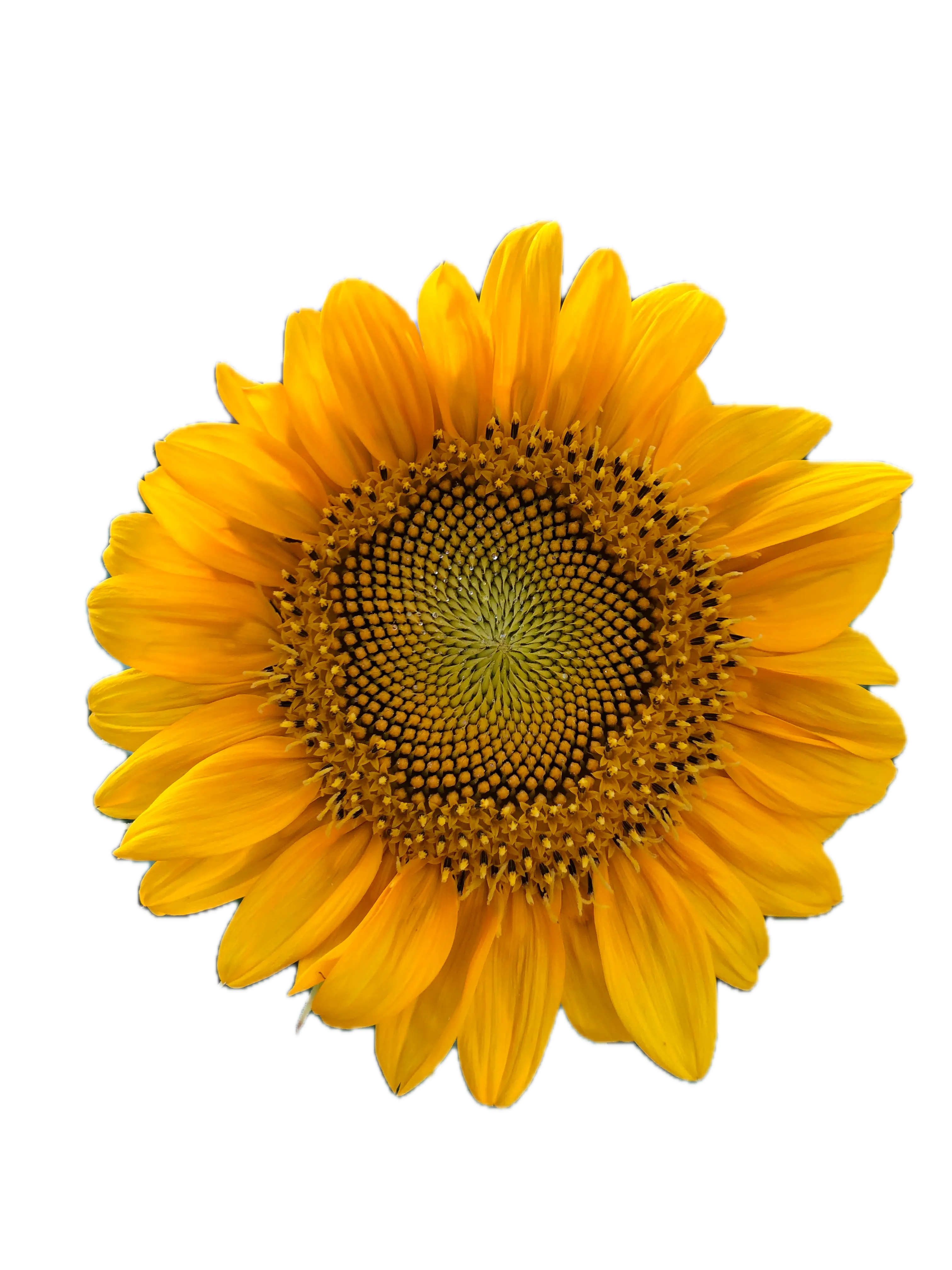 Girasole